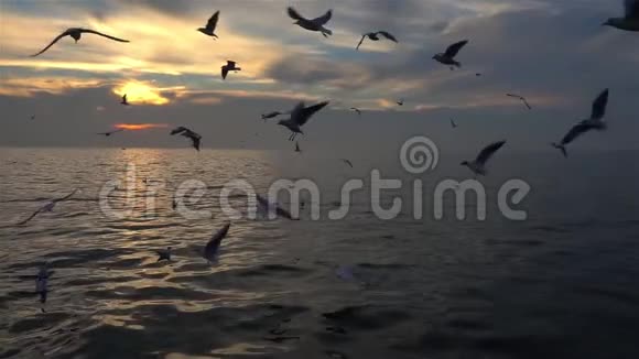 海鸥鸟在蓝天中飞翔慢动作视频的预览图