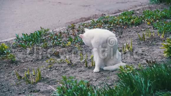 无家可归的白猫在城市公园的地面上慢动作视频的预览图