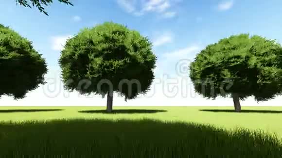 树木排列的入口树巷视频的预览图