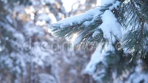 生活方式树在雪冬的背景下慢动作录像圣诞节常绿云杉树新鲜的雪视频的预览图