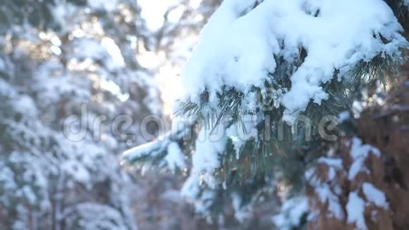 树木在雪冬的背景下慢动作录像圣诞节常绿云杉树与新鲜的雪冰冻松松松视频的预览图