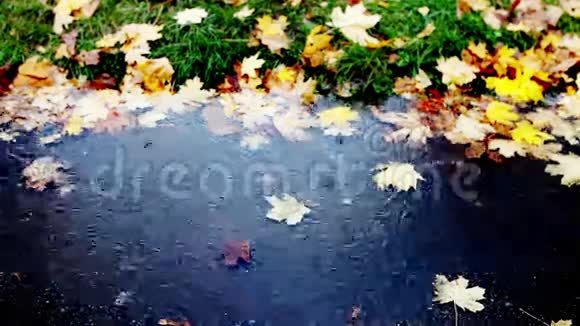一场快乐的雨滴在寒冷的秋天的水坑里视频的预览图