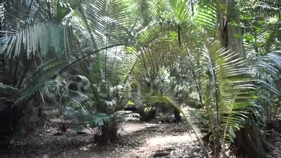 悬崖旁边的热带丛林森林视频的预览图
