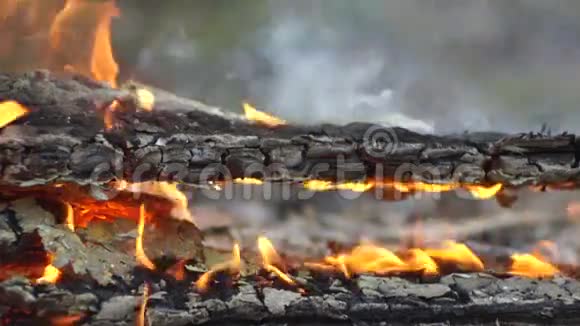 燃烧的木头森林火灾视频的预览图