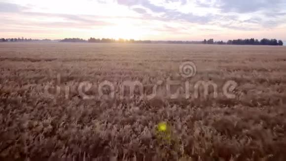 风从麦田向太阳升起视频的预览图