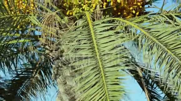 黄枣丛生在棕榈树上视频的预览图