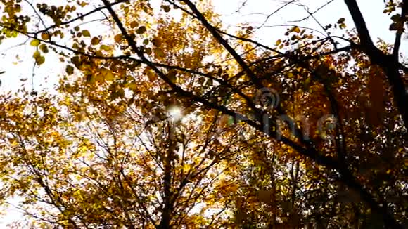 安静的秋天下午在公园里在十月的风里有金色叶子的树视频的预览图