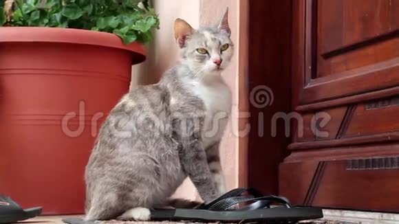 坐在门边的希腊灰猫视频的预览图