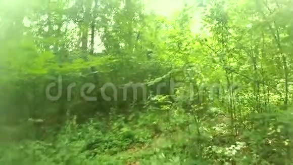 在森林里散步在木头上行走视频的预览图