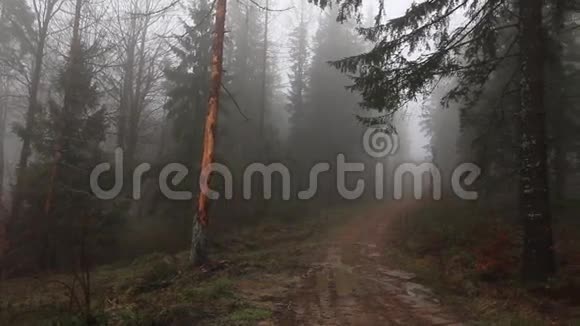 森林覆盖在薄雾中高清镜头视频的预览图