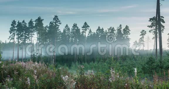 穿过松树林的雾气流逝视频的预览图