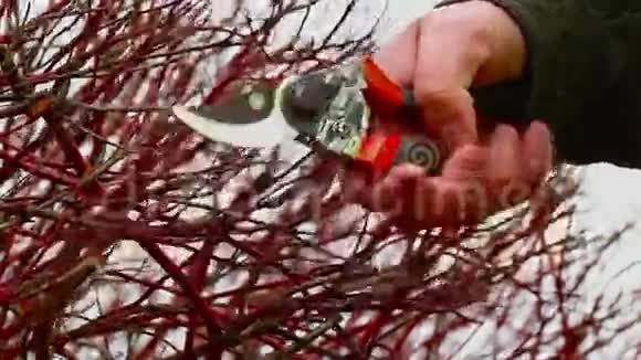 灌木丛附近有花匠剪刀的工人视频的预览图