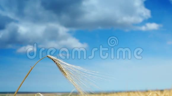 小麦的金色耳朵孤立的蓝天背景与云视频的预览图
