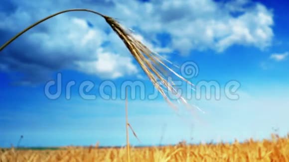小麦的金色耳朵孤立的蓝天的背景和云彩视频的预览图
