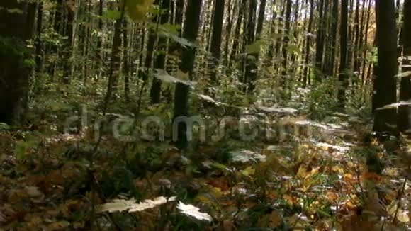 秋天的森林全景视频的预览图