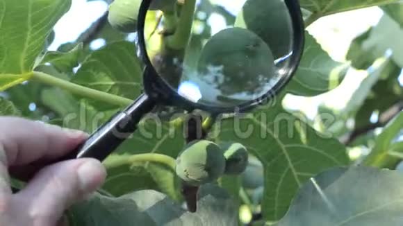 农艺师控制无花果的生长视频的预览图