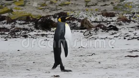 福克兰群岛企鹅国王视频的预览图