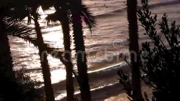 棕榈树和冲浪SWAMIS点视频的预览图