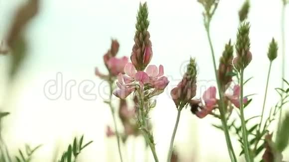 大黄蜂飞过粉红紫色的野花视频的预览图