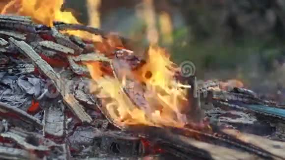 燃烧的木头森林火灾视频的预览图
