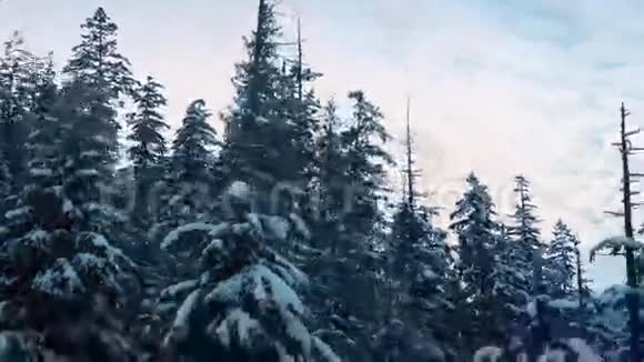 降雪树空中视频的预览图