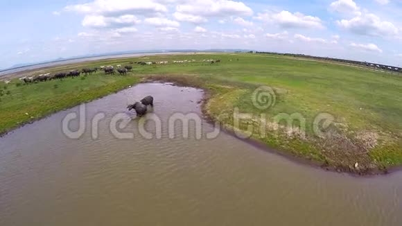 泰国田坝的鸟瞰水牛群和奶牛视频的预览图