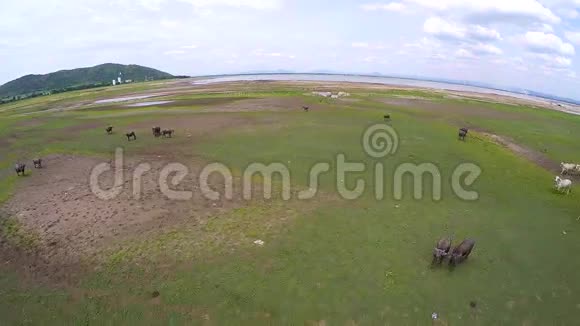 泰国田坝的鸟瞰水牛群和奶牛视频的预览图