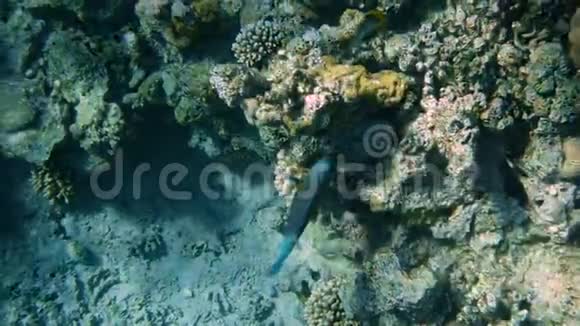 海底鱼类的珊瑚礁视频的预览图