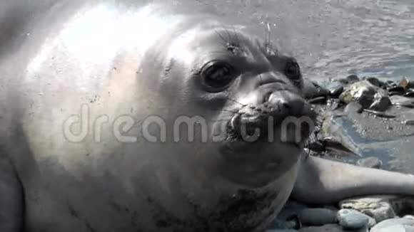 南极洲福克兰群岛海滩上的海豹群视频的预览图