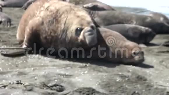 福克兰群岛海滩上的男女海豹群视频的预览图
