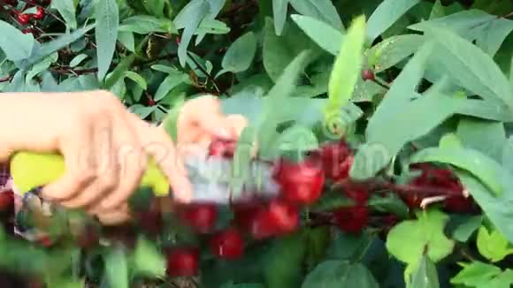 满园红芙蓉花视频的预览图
