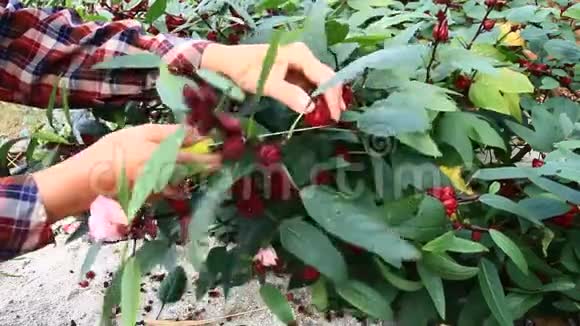 满园红芙蓉花视频的预览图