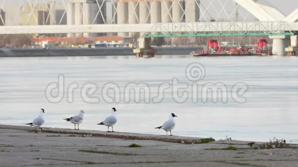 多瑙河海鸥在海岸线上飞来飞去视频的预览图