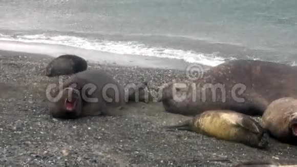 南极洲福克兰群岛海滩上的海豹群视频的预览图