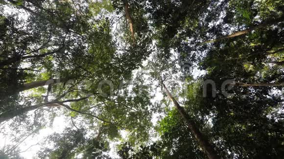 印尼苏拉威西北部雨中的树梢视频的预览图