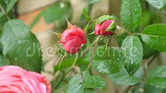 绿色叶子背景上的粉红色玫瑰镜头移动在玫瑰花蕾的顶部在一个大的粉红色玫瑰关闭视频的预览图