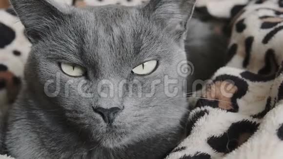 一只灰色猫的特写视频的预览图