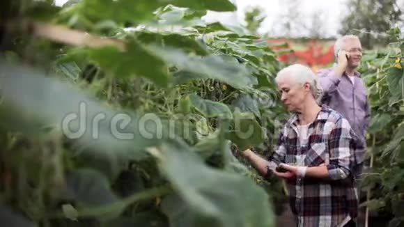 在农场温室里捡黄瓜的老女人视频的预览图