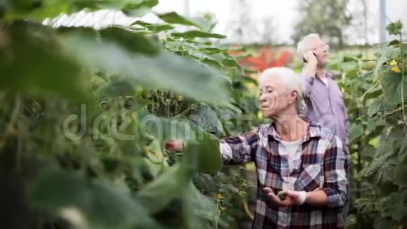 在农场温室里捡黄瓜的老女人视频的预览图