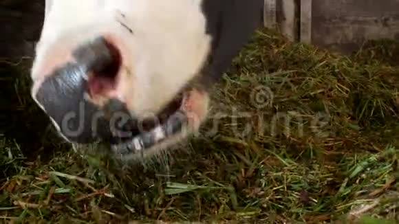 一头白斑的黑牛站在谷仓里吃草青贮特写牛嘴牛食和农业视频的预览图