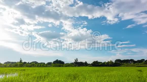 美丽天空的稻田视频的预览图