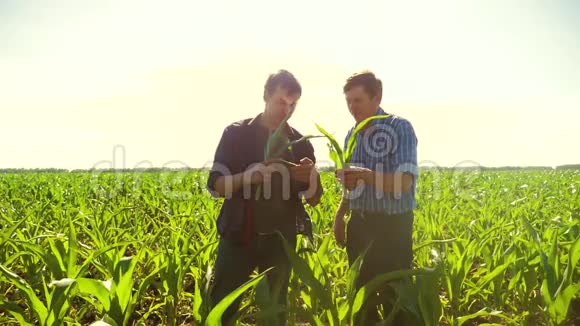 玉米两个农民研究智能手机走过他的田地走向相机慢速视频玉米地视频的预览图