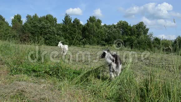 在草地上放牧山羊和小黑白山羊视频的预览图