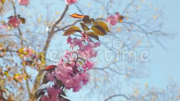 美丽的樱花樱花樱花或具有美丽自然背景的樱花视频的预览图