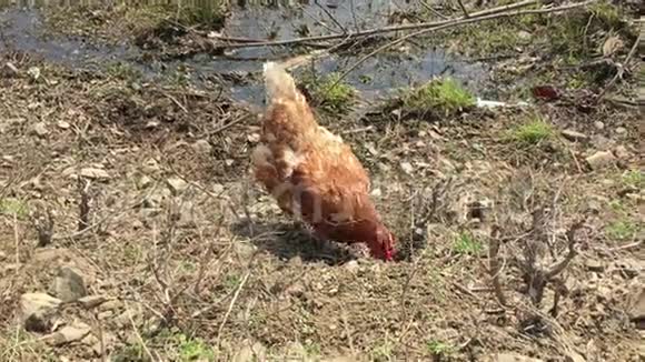 红鸡穿过马路跑进灌木丛中视频的预览图
