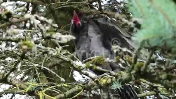 黑乌鸦科维斯科龙Corvuscornix是一种欧亚鸟类视频的预览图
