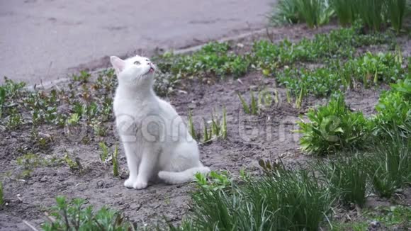 无家可归的白猫在城市公园的地面上慢动作视频的预览图