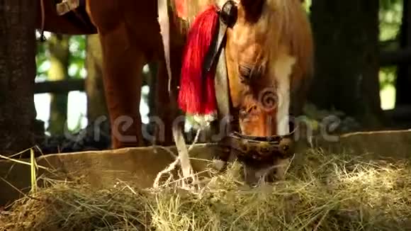 两匹漂亮的棕马正在吃干草视频的预览图