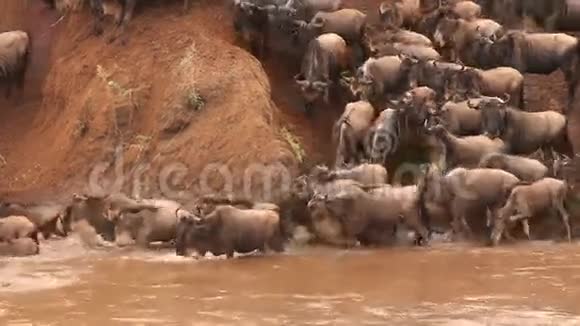 蓝色王尔德贝斯特牛尾迁徙期间穿过马拉河肯尼亚马赛马拉公园视频的预览图