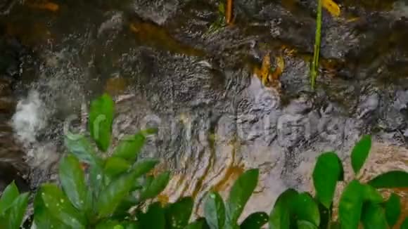 阳光充足的森林里的水流视频的预览图